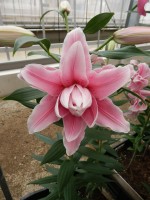 [5251 Bellonica No02.JPG]